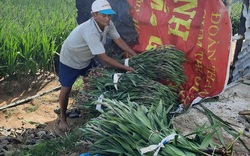 Phú Yên: Trồng hoa lay ơn bán Tết, không thấy bóng dáng đầu nậu, nông dân đành cực nhọc làm cách này
