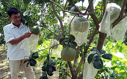 Vì sao cây ra ít trái mà giá bưởi da xanh ở tỉnh Hậu Giang vẫn giảm 1 nửa, vườn vắng vẻ khác lạ?