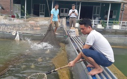 Đưa cá ra sông Đà nuôi trong lồng, ngư dân đút túi hàng trăm triệu đồng