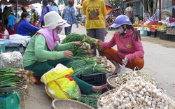 Tỏi mất giá, Tết của người dân Lý Sơn kém vui