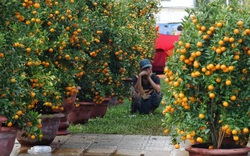 Đà Nẵng: Tiểu thương chợ hoa Tết "méo mặt" vì khách đến chỉ để... chụp hình