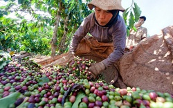 Giá nông sản hôm nay 9/2: Lợn hơi rớt giá sâu, cà phê đi ngang