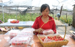 Sơn La: Trồng loại quả đỏ như gấc bán Tết, nông dân lãi hàng trăm triệu đồng