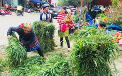 Lào Cai: Trần gian có một thứ nghề, ngày 30 Tết đi chợ "sắm tết cho trâu"