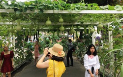 Khánh Hòa: Giàn bầu, giàn bí treo đầy trái lủng lẳng, lạ mắt ở ngay đường phố khiến nhiều người tò mò 
