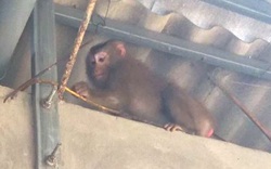 Quảng Trị: Xuất hiện khỉ vàng quý hiếm phá hoại khu dân cư khiến người dân hoang mang