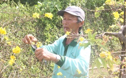 Sau Tết, người trồng mai mất ăn mất ngủ, xót xa bỏ hàng chục triệu đồng để chăm hoa