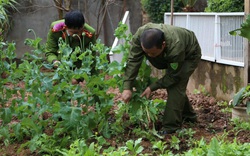 Phát hiện hàng chục vụ trồng cần sa, anh túc trong vườn nhà: Chính quyền cơ sở không thể ngoài cuộc