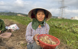 Nghệ An: Hành tăm rớt giá còn 13.000 đồng/kg vẫn ‘bí’ đầu ra