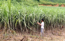 Trồng loại cây tên nghe đã thấy ngọt ngào, hàng nghìn người dân ở Gia Lai có thu nhập khá