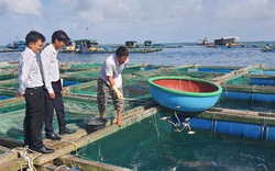 Nông dân Lý Sơn đổi đời, doanh thu đạt hàng tỷ đồng nhờ nuôi loài cá háu ăn, thịt thơm ngon