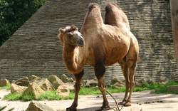 Lạc đà hai bướu - loài lạc đà to lớn nhất thế giới còn sống sót