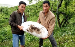 Sơn La: Mưa đá tại Mộc Châu gây thiệt hại thế nào?