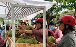 Khánh Hòa: Ra tay "giải cứu" 70 tấn bưởi da xanh giúp nông dân, người Nha Trang xúm vô mua ăn khen tấm tắc