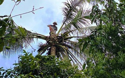 Nghề "ăn cơm dương gian, làm việc trên trời": Chỉ 10 giây, "vua khỉ" miền Tây thoăn thoắt leo cây dừa cao hơn chục mét