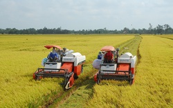 Giá lúa gạo hôm nay 11/3: Dự báo kém vui, giá lúa gạo còn giảm do cung nhiều