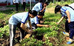 Nhật Bản viện trợ hai dự án nông nghiệp, giáo dục cho Đồng Tháp, Trà Vinh, Kiên Giang