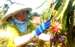 Vùng đất này dân trồng thanh long, nuôi gà đặc sản kiểu gì mà làm không đủ bán?