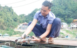 Hòa Bình: Nuôi cá lồng trên lòng hồ sông Đà, toàn cá đặc sản, một ông nông dân lãi hàng trăm triệu đồng/năm