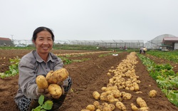 Thanh Hóa: Vùng đất này trồng thứ cây gì mà sau 3 tháng bới gốc lên hàng đống củ "khổng lồ", bán ngay tại ruộng