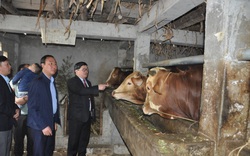 Chủ tịch Hội Nông dân Việt Nam ấn tượng với phong trào "người cõng cỏ, bò cõng người" ở huyện nhiều đá nhất cả nước
