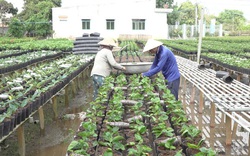 Đồng Tháp: Nông dân Sa Đéc trồng loài cây hoa gì mà trong nước đang cần nhiều, còn bán sang cả nước ngoài?