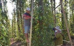 Giá tiêu ở tỉnh Bà Rịa-Vũng Tàu bất ngờ tăng cao gấp đôi, nhiều hộ chặt bỏ cây tiêu lại tiếc nuối