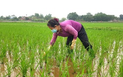 Thái Nguyên hỗ trợ hơn 1 tỷ đồng cho các mô hình sản xuất lúa chất lượng cao