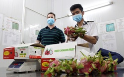 Trung Quốc đột nhiên mua nhiều trái cây của Việt Nam, loại quả nào được mua nhiều nhất?