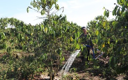 Lâm Đồng: Hơn 10.000ha cây trồng bị ảnh hưởng, người dân chủ động chống hạn