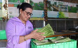 Ninh Thuận: Nông dân này trồng thứ rau gì mà ăn tươi bổ dưỡng, làm trà uống hay, mỗi tháng đút túi 40 triệu?