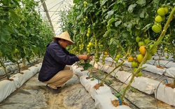 Điện Biên: Từ trồng cà chua công nghệ cao, nông dân có "4 cao" khác là những "cao" nào?
