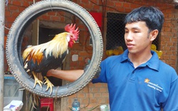Bình Định: Bỏ phố về quê nuôi chim trĩ, chim công, gà kiểng độc lạ, ai ngờ lại khá giả hẳn lên