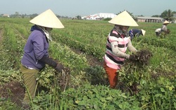 Trồng cây gì ra quả mà gọi là củ, nông dân huyện này của tỉnh Long An nhổ bao nhiêu lái mua hết bấy nhiêu?