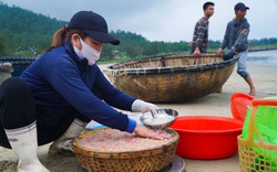 Đà Nẵng: Dân ra biển vớt hàng tấn con li ti, búng lia chia trên mặt nước, thu tiền triệu mỗi ngày