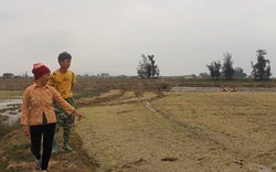 Hà Tĩnh: Lão nông cứ hễ ai chê ruộng là thuê về làm, mỗi vụ lãi hàng trăm triệu đồng