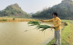 “Đánh thức” vùng đất khó, chàng trai Mông thu mỗi năm trên 170 triệu đồng