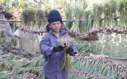 Nông dân Yên Châu phấn khởi khi tỏi được mùa, được cả giá