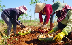 Gia Lai: Trồng thứ cây 3 tháng đã tàn, cuốc 1 nhát bật lên toàn củ bự, bán cho tập đoàn lớn, thu tiền tỷ