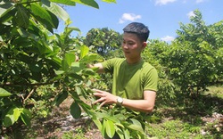 Đắk Lắk: "Hot boy" trẻ đa tài nuôi tôm càng xanh và trồng lung tung đủ loại quả hữu cơ, giờ có khoản lớn