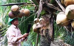 Tiền Giang: Mới bội thu giá lúa, dân vùng hạn mặn lại hốt bạc nhờ trái ra từng chùm, ruột đầy nước ngọt