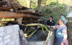 Hà Giang: Có vốn đầu tư nuôi trâu, người Mông vượt "đá" vươn lên