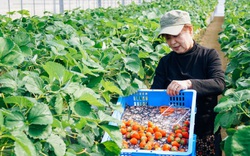 Nhật Bản sửa luật để thúc đẩy xuất khẩu nông sản