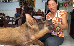 Lạ lùng Bạc Liêu: Heo ăn kẹo, trái cây, thích nằm phòng máy lạnh được chủ coi như con trong nhà