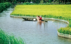 Một nông dân Cà Mau nuôi cá, tôm, trồng cây ăn trái chấp hết hạn mặn được Thứ trưởng Lê Minh Hoan khen