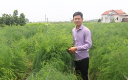 Bắc Ninh: Trồng thứ “rau hoàng đế” nhìn xa cứ như đồng cỏ dại, sáng mở mắt ra hotboy nông dân này có 15 triệu