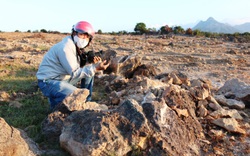 Ninh Thuận: Bãi đá cổ hàng "triệu năm" bị đào xới tan hoang
