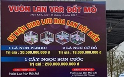 Chấn động: 250 tỷ đồng vụ giao dịch lan đột biến tại Quảng Ninh, giá trị thực hay chiêu trò thổi giá?