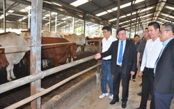 CLIP: CEO Asanzo Phạm Văn Tam nói về thông tin lấn sân sang làm phân bón Ba con bò