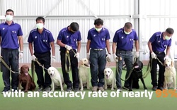 Chó nghiệp vụ có thể phát hiện người mắc COVID-19 trong vòng 2 giây, chính xác 95%